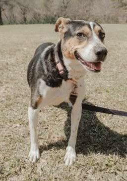 Daisy, Adoptable, Adult Female Beagle & Jack Russell Terrier.