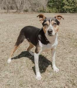Enlarge Daisy, a Adoptable mixed breed in Attalla, AL image 2/3