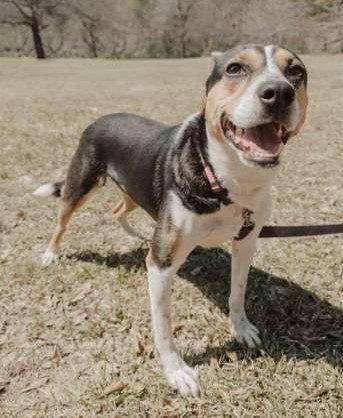 Enlarge Daisy, a Adoptable mixed breed in Attalla, AL image 3/3