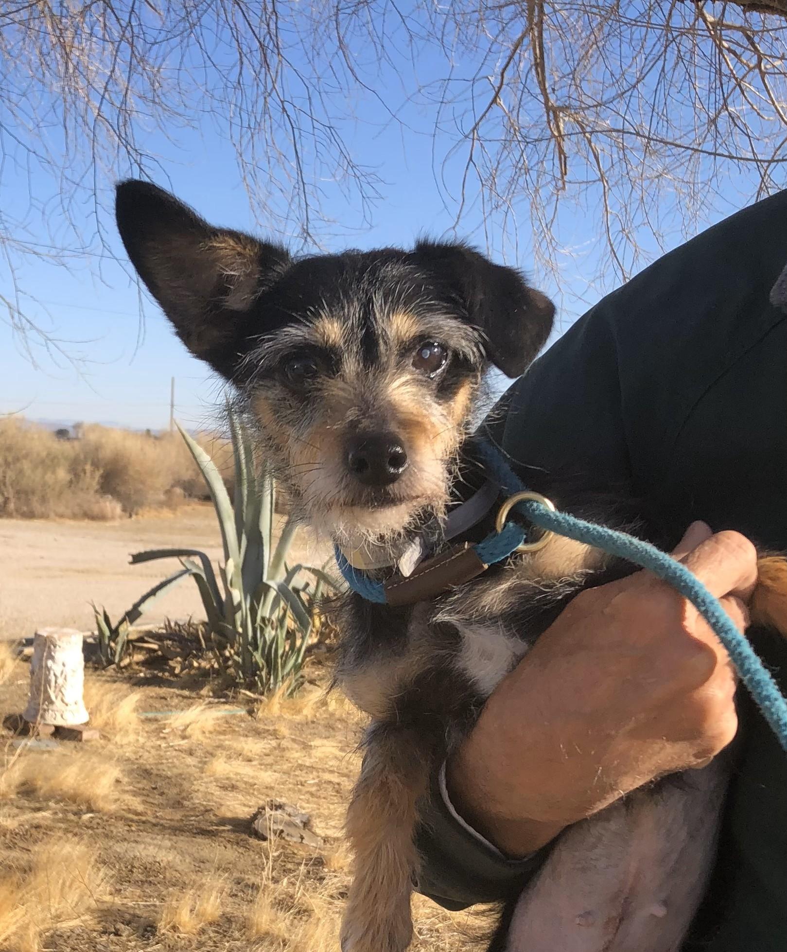 Enlarge Puppy (not!), a Adoptable mixed breed in Lancaster, CA image 1/1