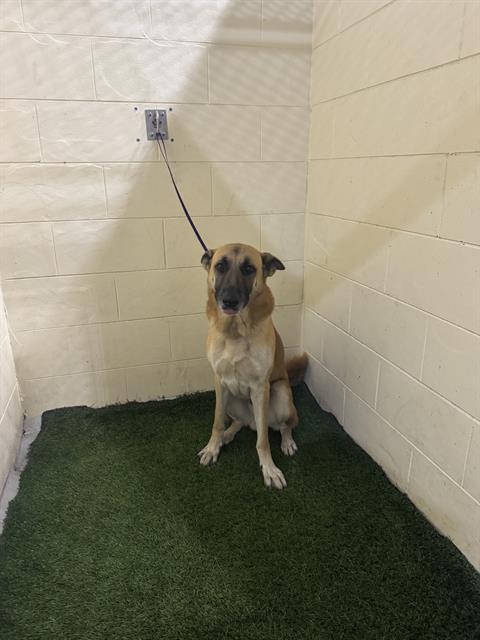 A1255743, Adoptable, Adult Male German Shepherd Dog & Mixed Breed.