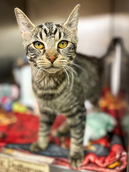 Enlarge Jelly Bean, a Adoptable mixed breed in Jamestown, NY image 1/1