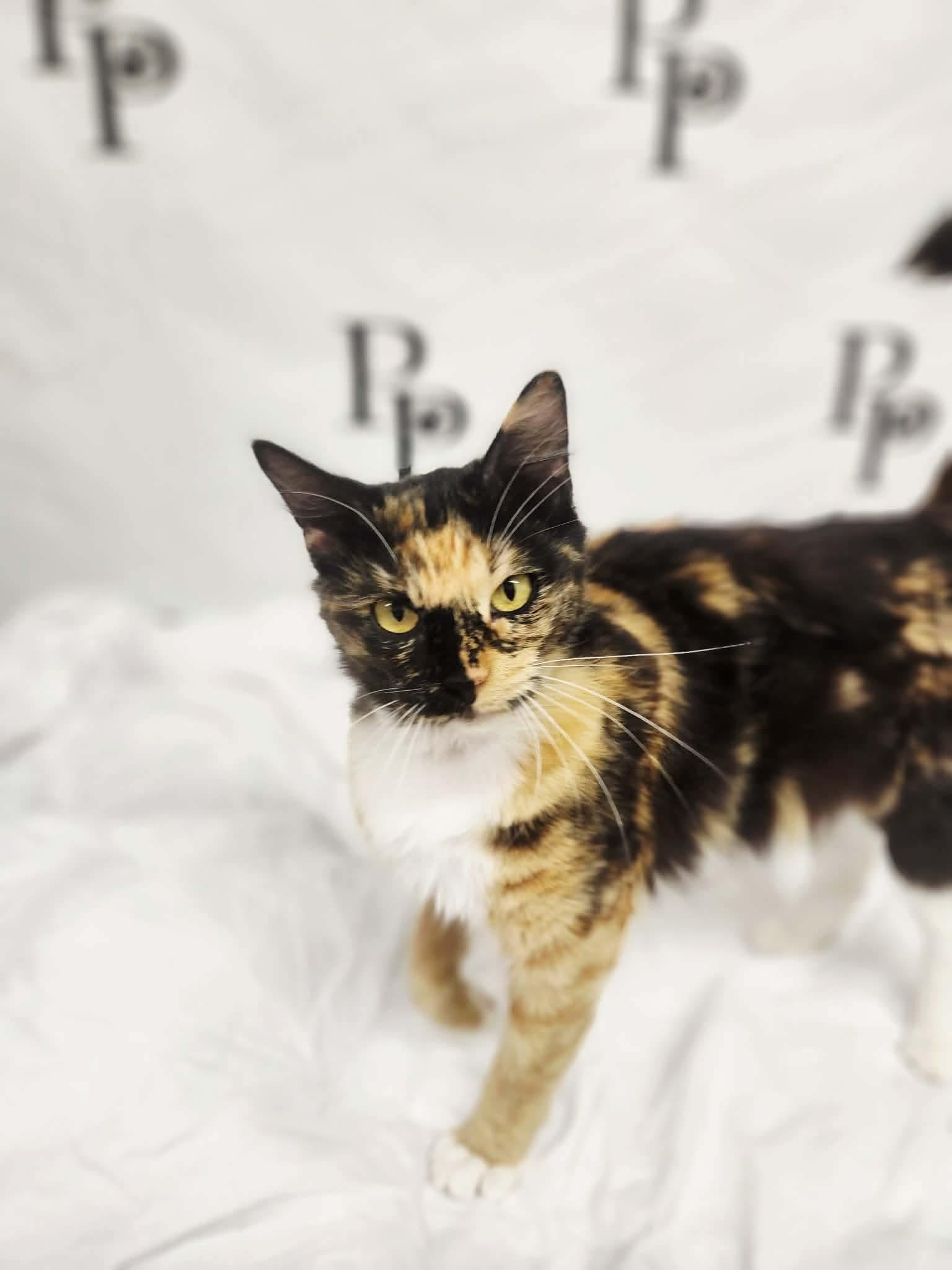 Dazzle, Adoptable, Adult Female Domestic Long Hair.