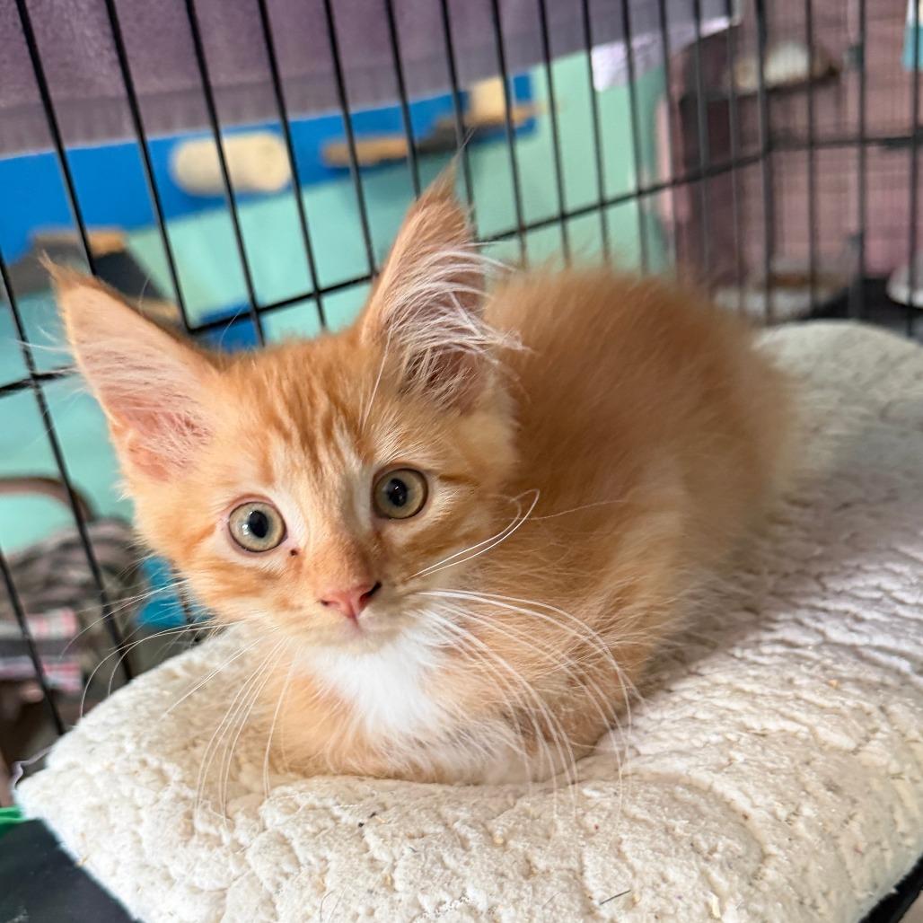 Frito, Adoptable, Kitten Male Domestic Medium Hair.
