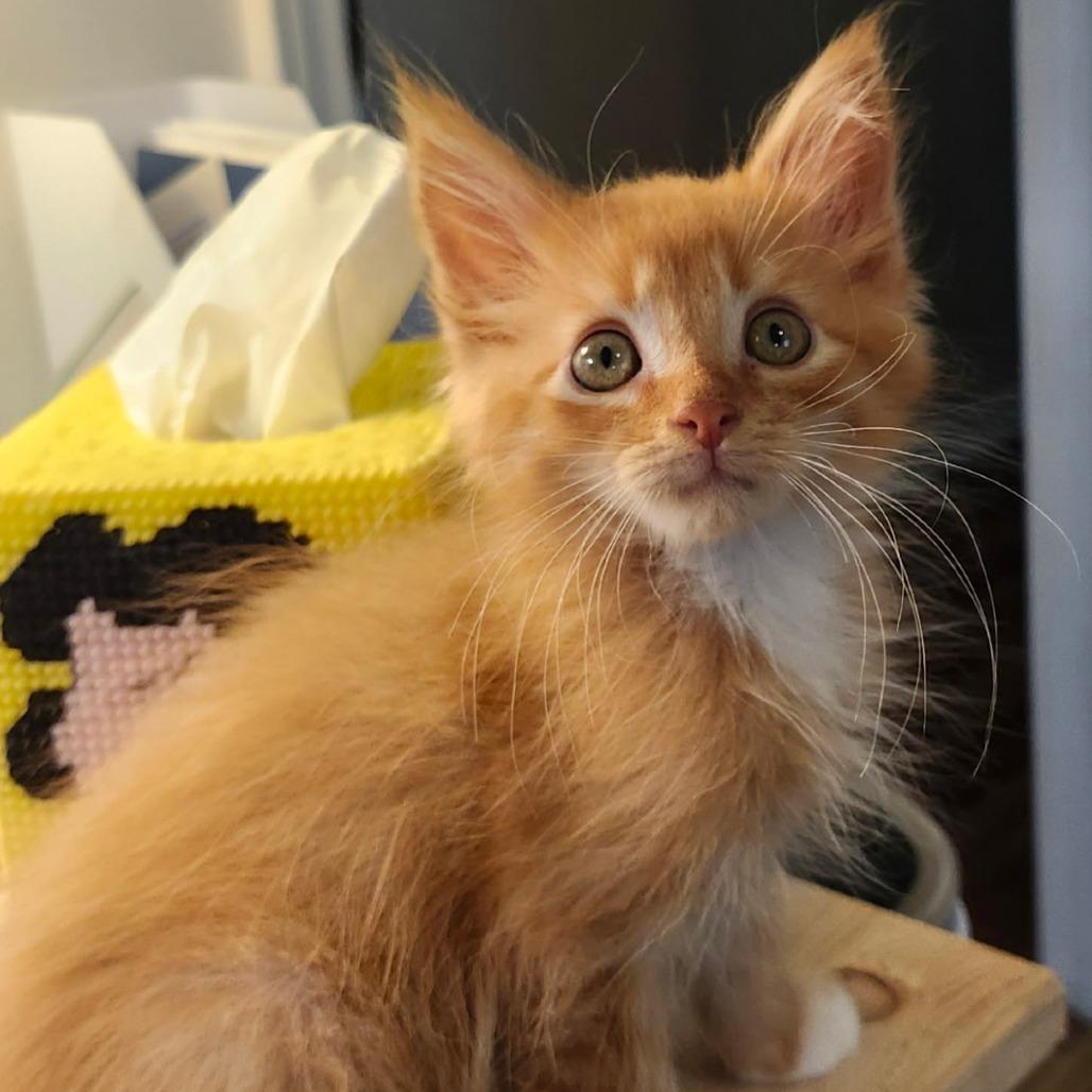 Frito, a Adoptable Domestic Medium Hair in Marion, VA image 2/4