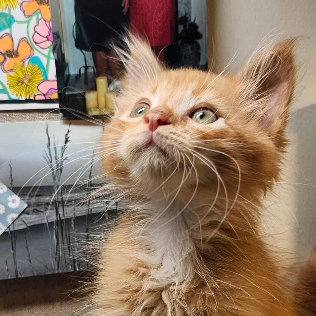 Frito, a Adoptable Domestic Medium Hair in Marion, VA image 3/4