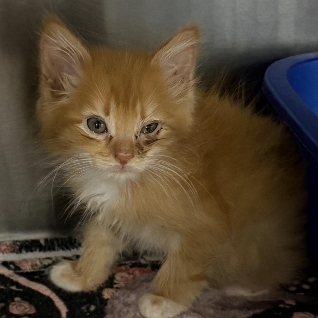 Frito, a Adoptable Domestic Medium Hair in Marion, VA image 4/4