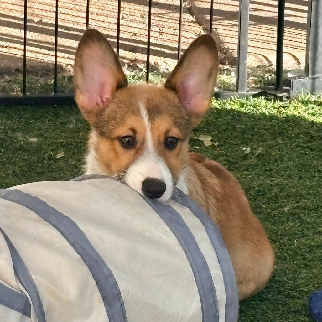 Enlarge Itchita, a Adoptable Corgi in Ada, MN image 1/5