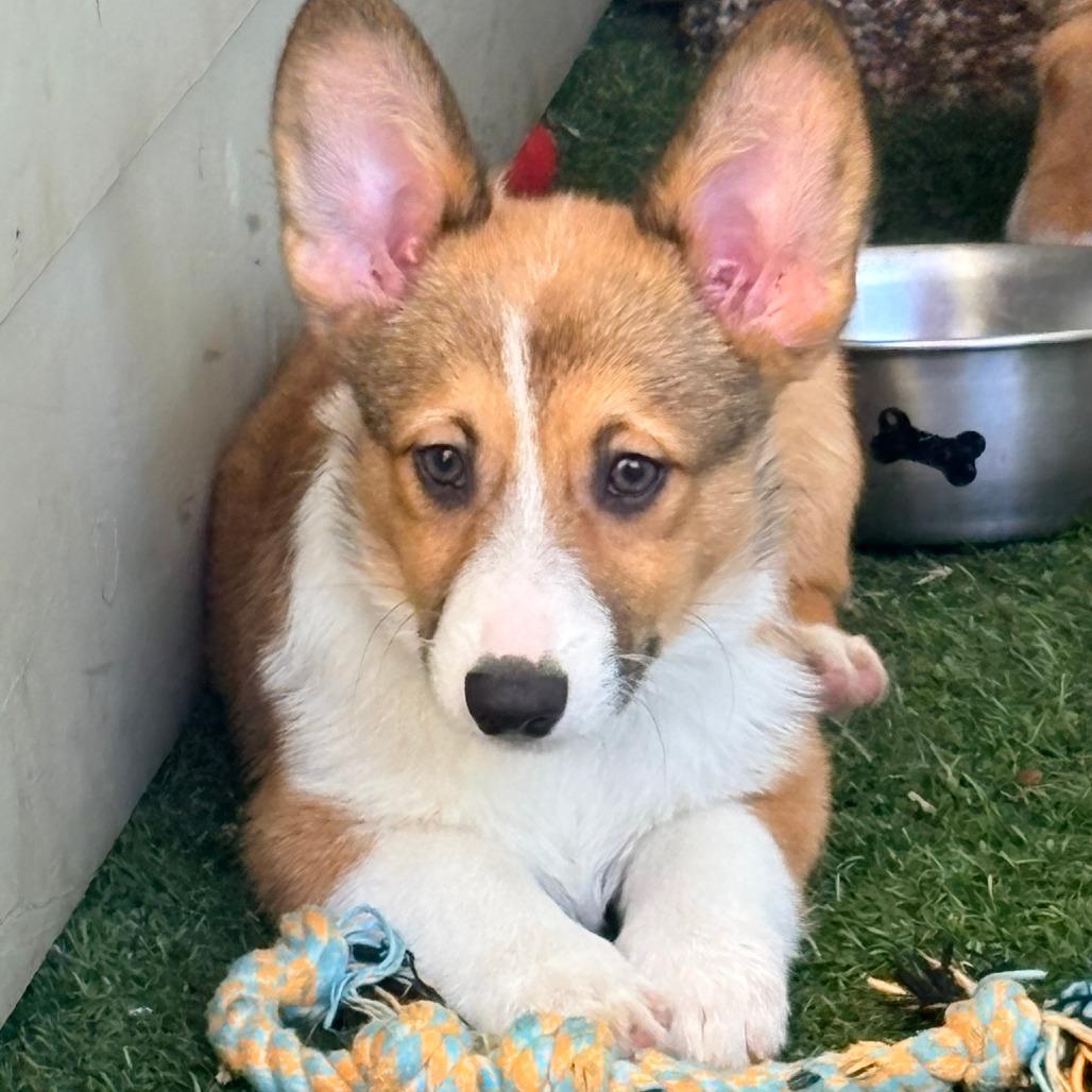 Enlarge Itchita, a Adoptable Corgi in Ada, MN image 2/5