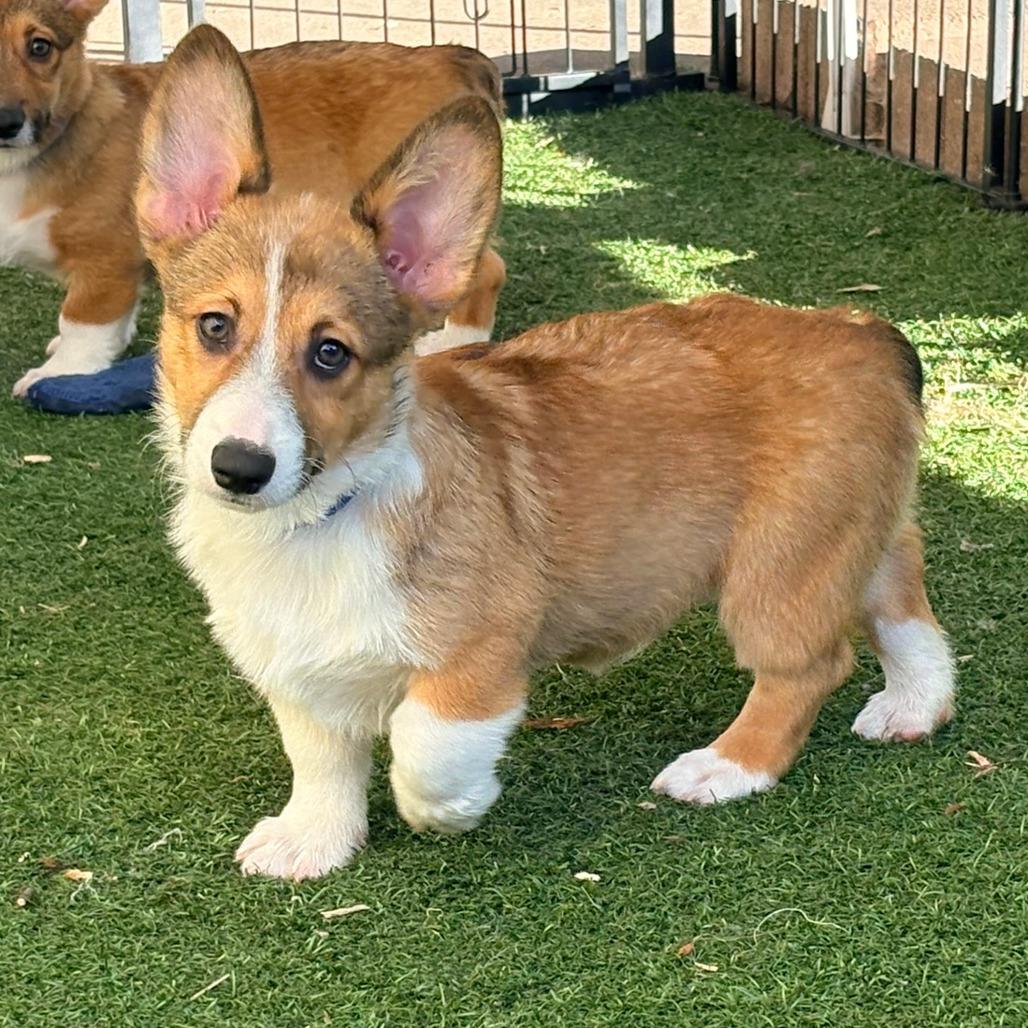 Enlarge Itchita, a Adoptable Corgi in Ada, MN image 3/5