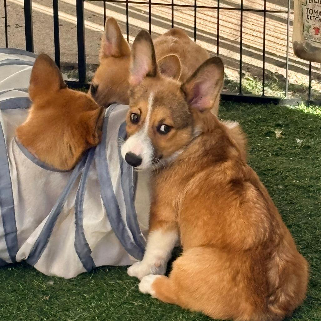 Enlarge Itchita, a Adoptable Corgi in Ada, MN image 4/5
