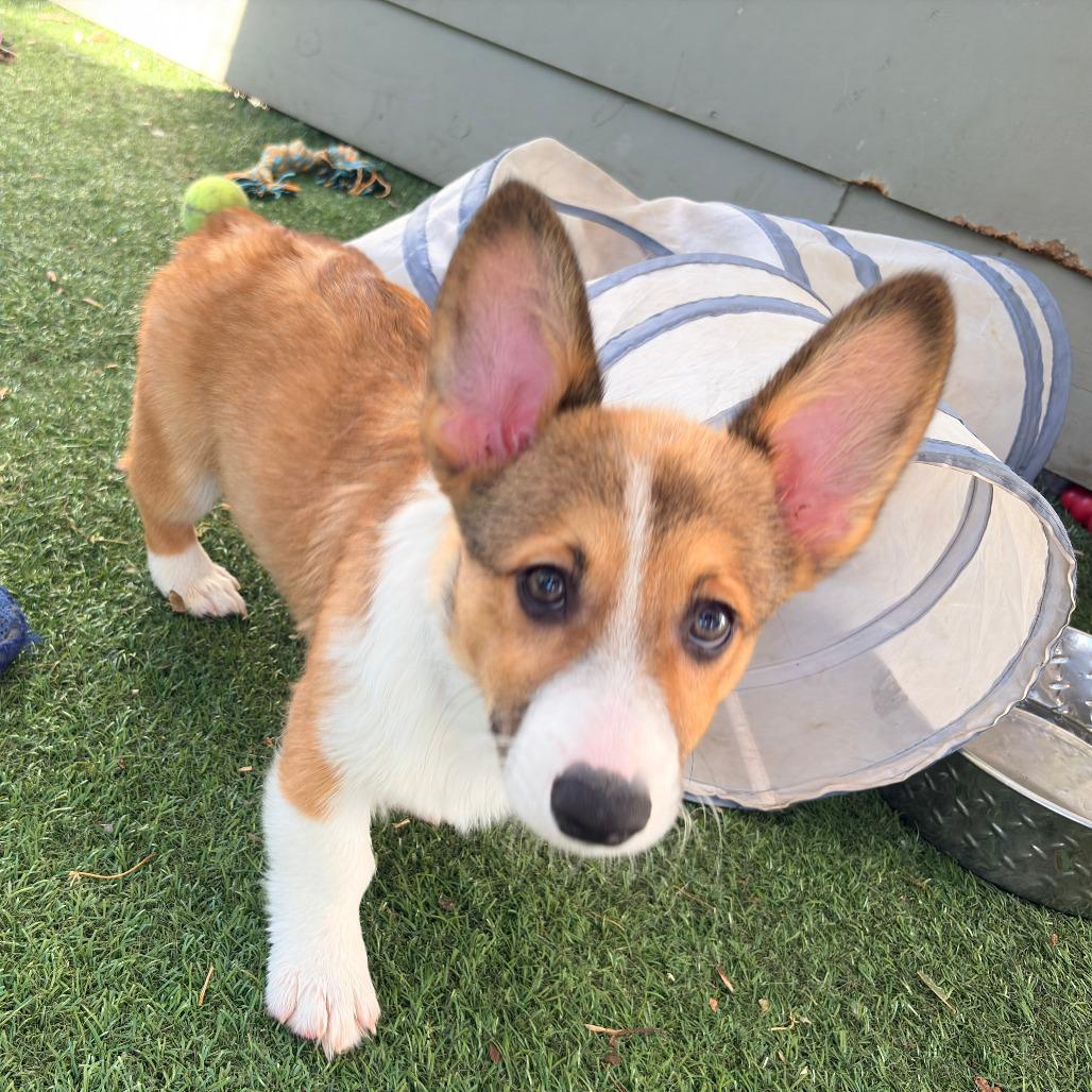 Enlarge Itchita, a Adoptable Corgi in Ada, MN image 5/5