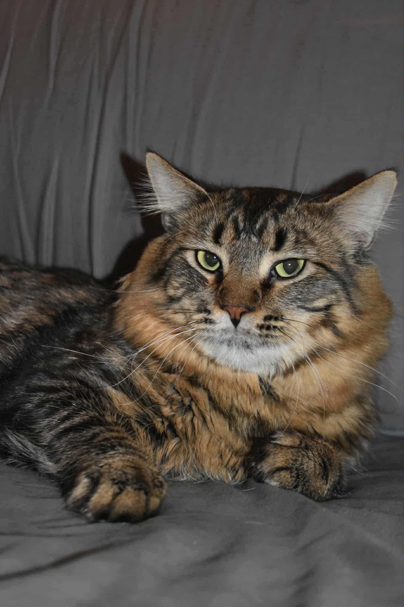 Angel, Adopted, Young Male Maine Coon.