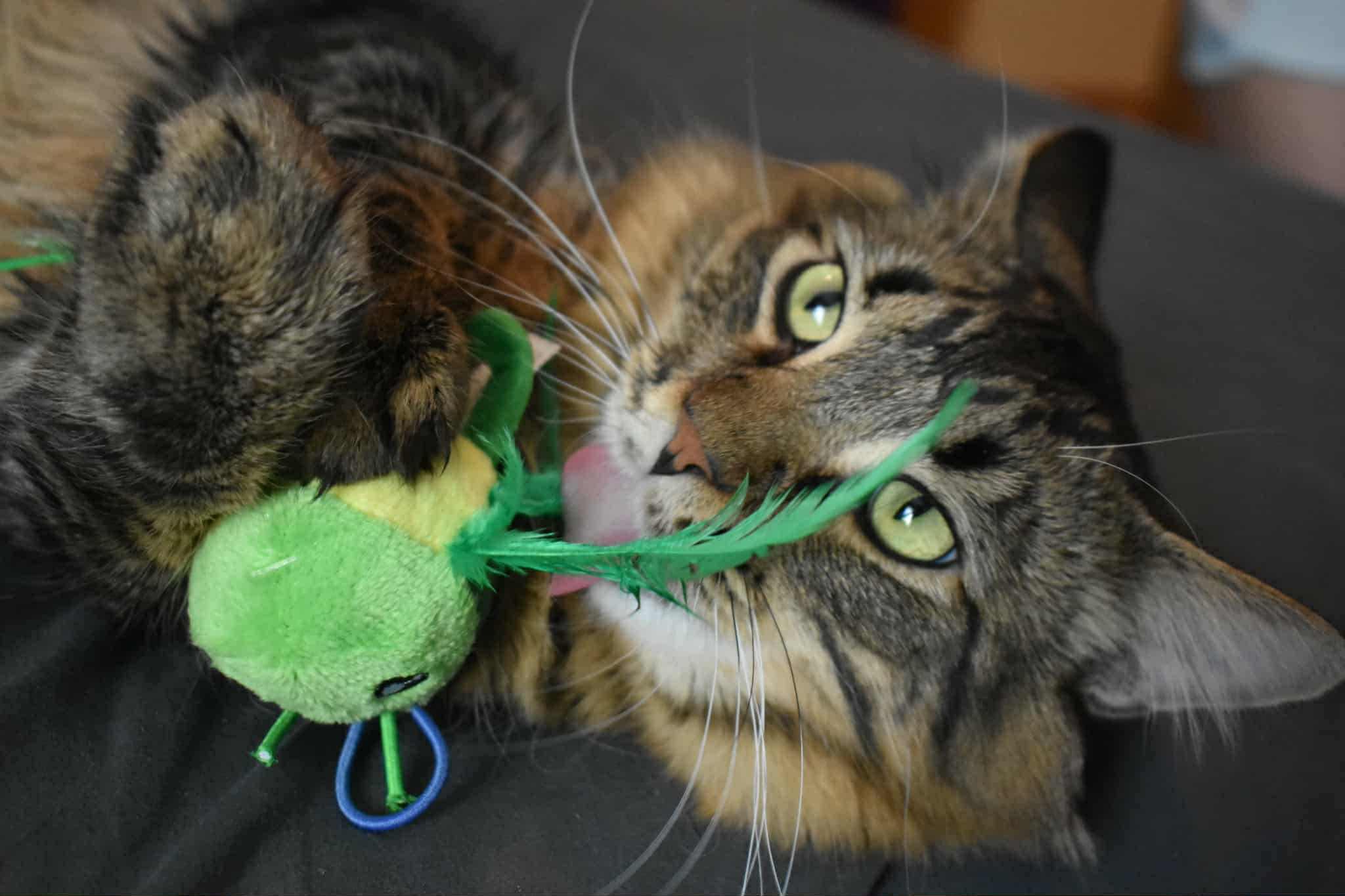 Angel, a Adopted mixed breed in Lakeville, MN image 2/5