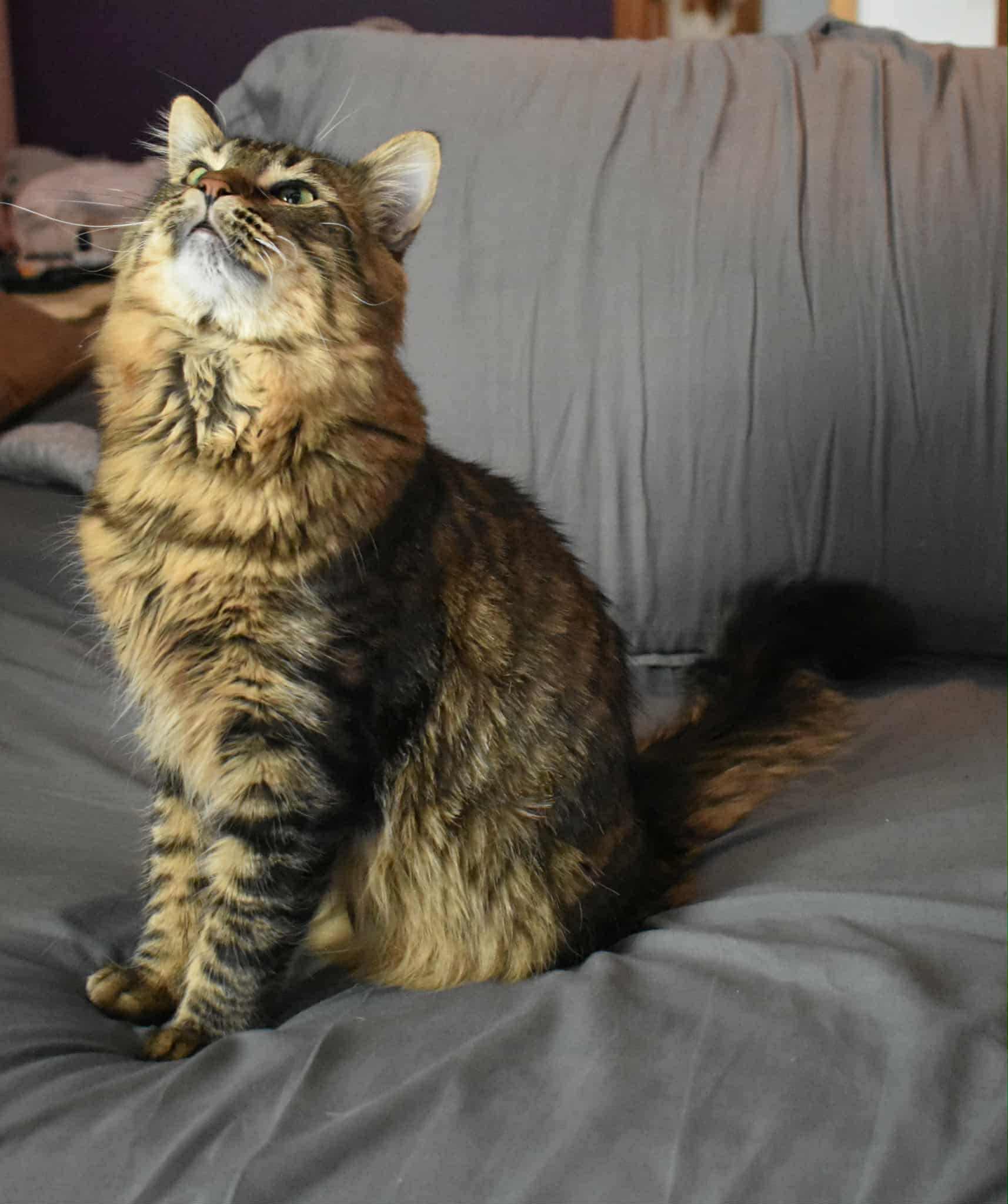 Angel, a Adopted mixed breed in Lakeville, MN image 3/5