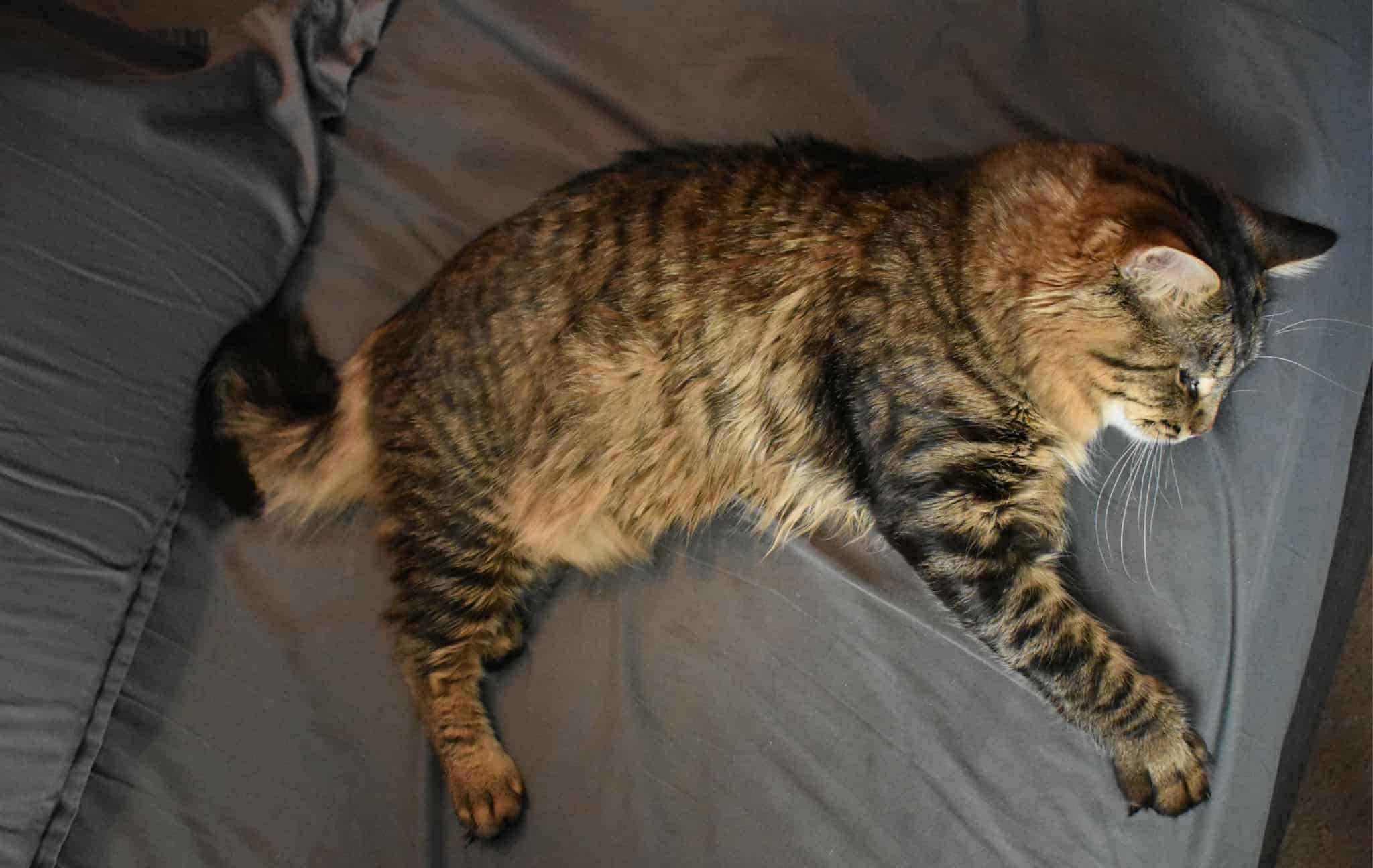 Angel, a Adopted mixed breed in Lakeville, MN image 4/5