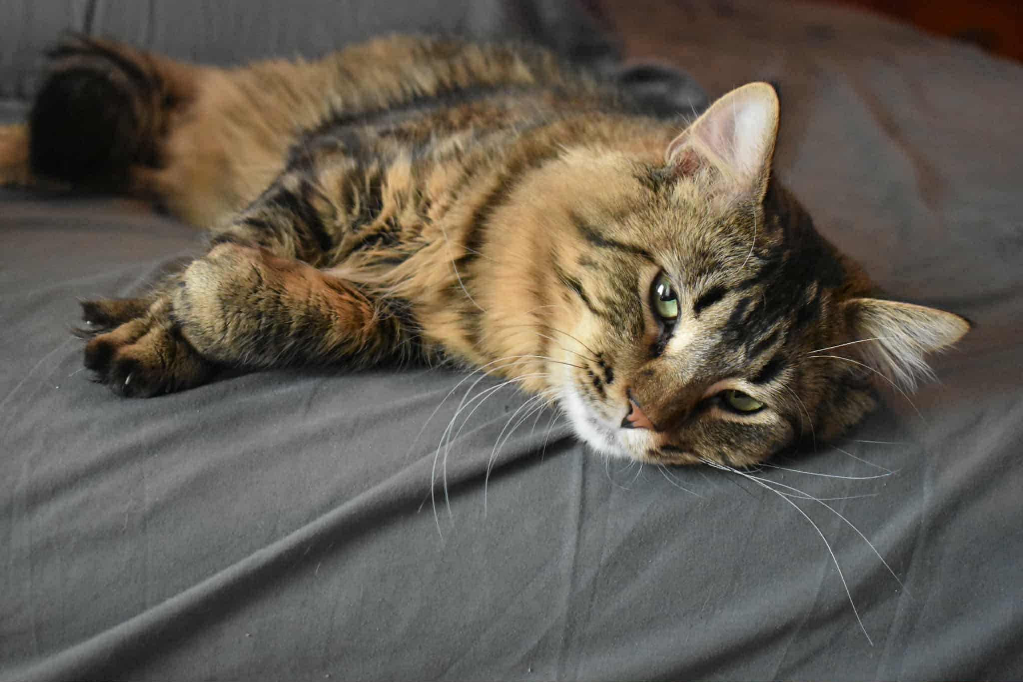 Angel, a Adopted mixed breed in Lakeville, MN image 5/5