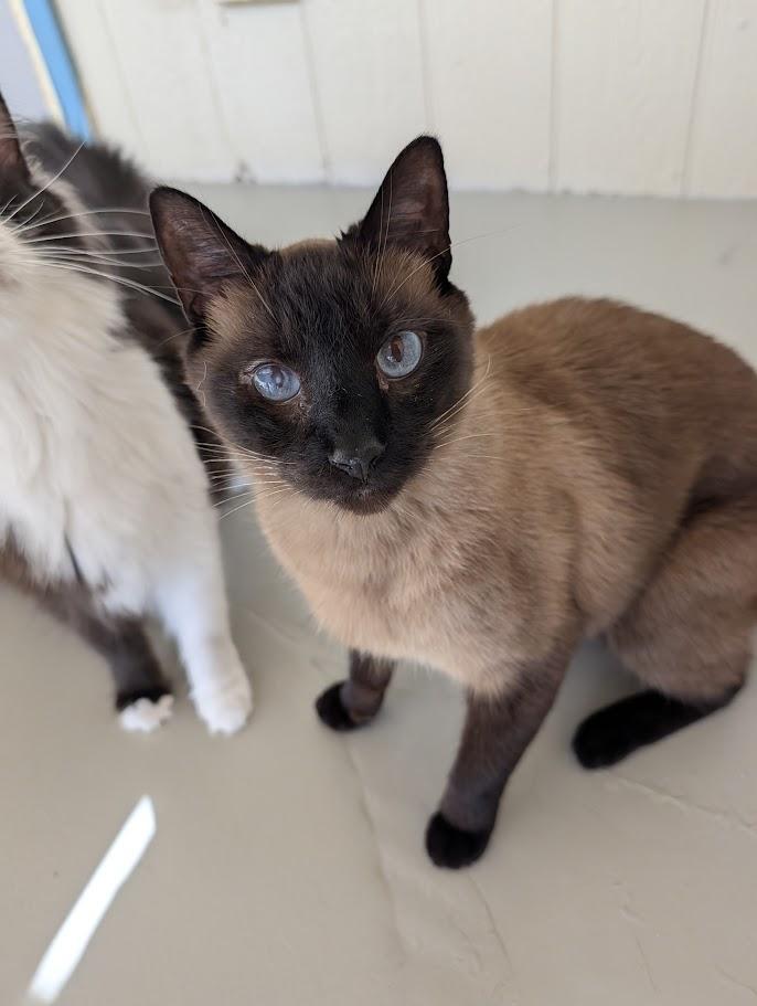 Kai, Adopted, Adult Male Domestic Short Hair.