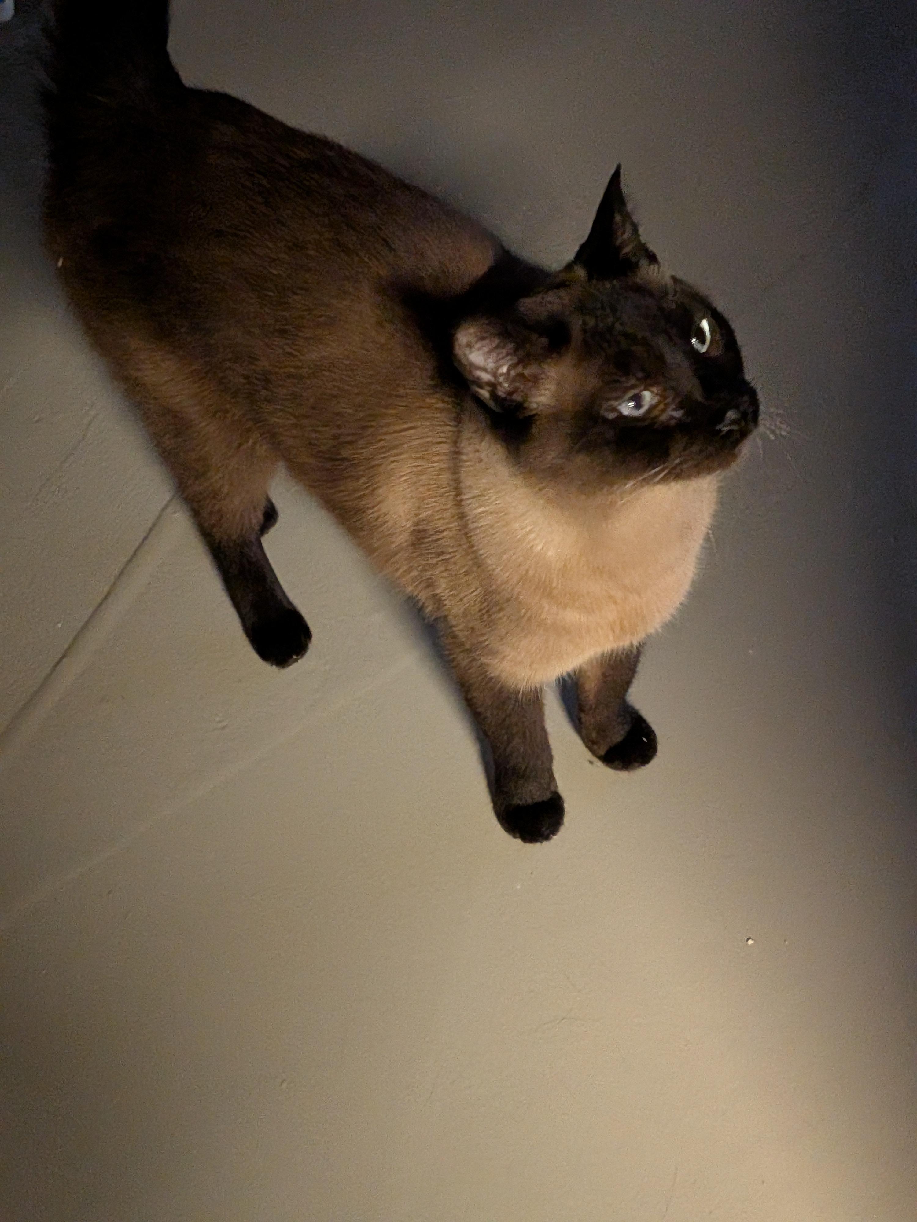Enlarge Kai, a ADOPTABLE Domestic Short Hair in Sonoita, AZ image 2/3