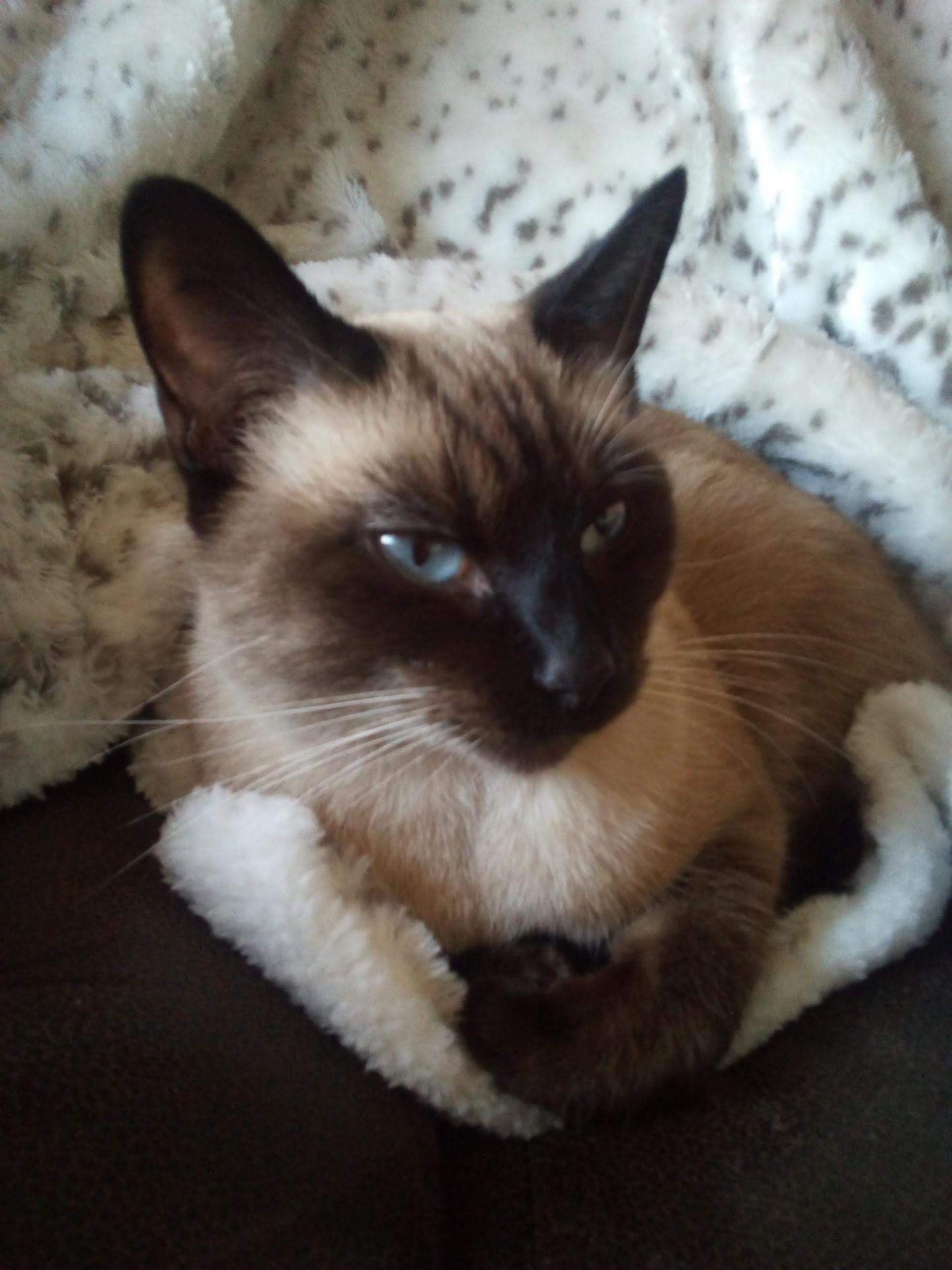 Kai, ADOPTABLE, Adult Male Domestic Short Hair.