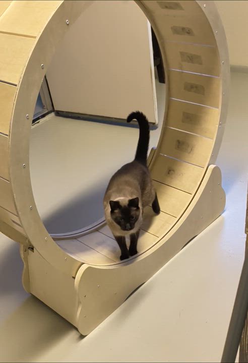 Enlarge Kai, a ADOPTABLE Domestic Short Hair in Sonoita, AZ video 3/3