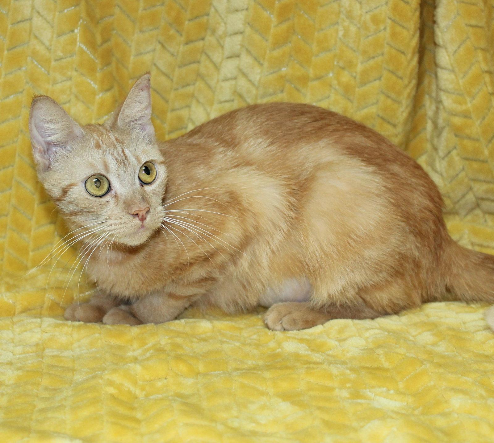 Betty - 44070, Adoptable, Young Female Domestic Short Hair.