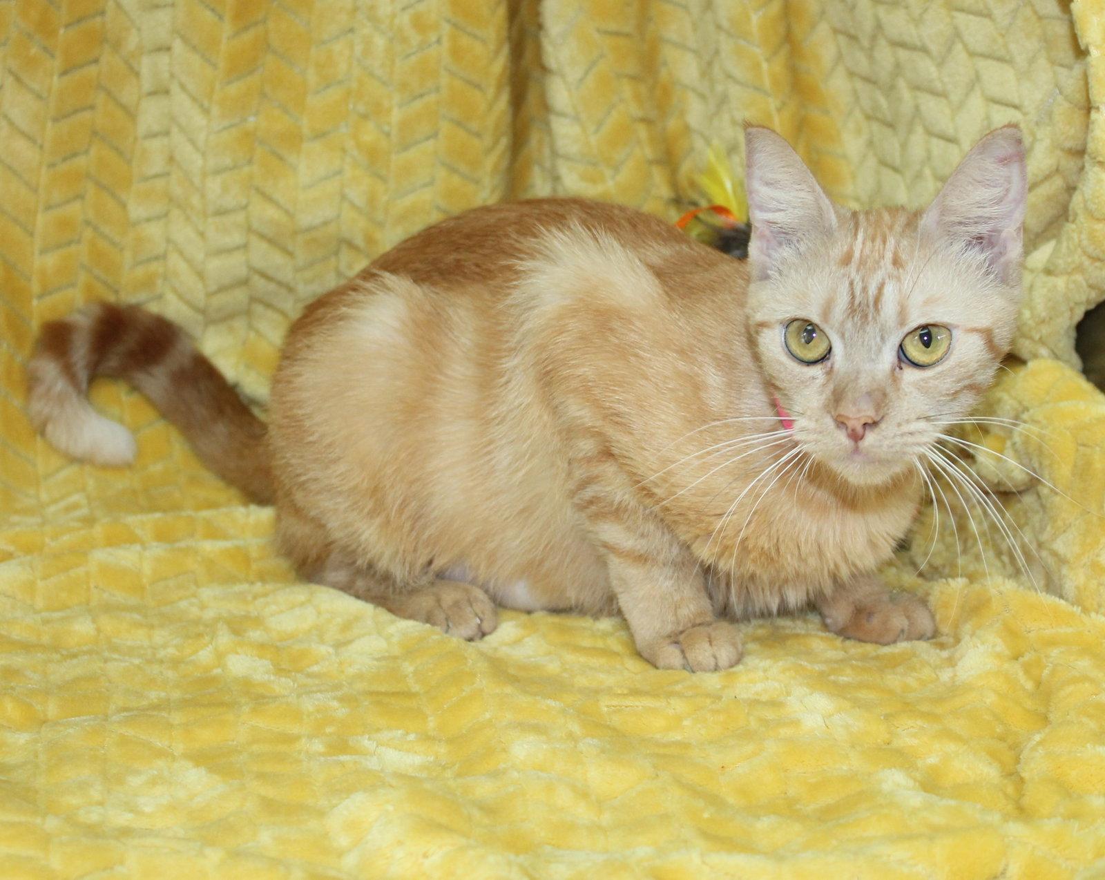 Enlarge Betty - 44070, a Adoptable Domestic Short Hair in Prattville, AL image 2/3