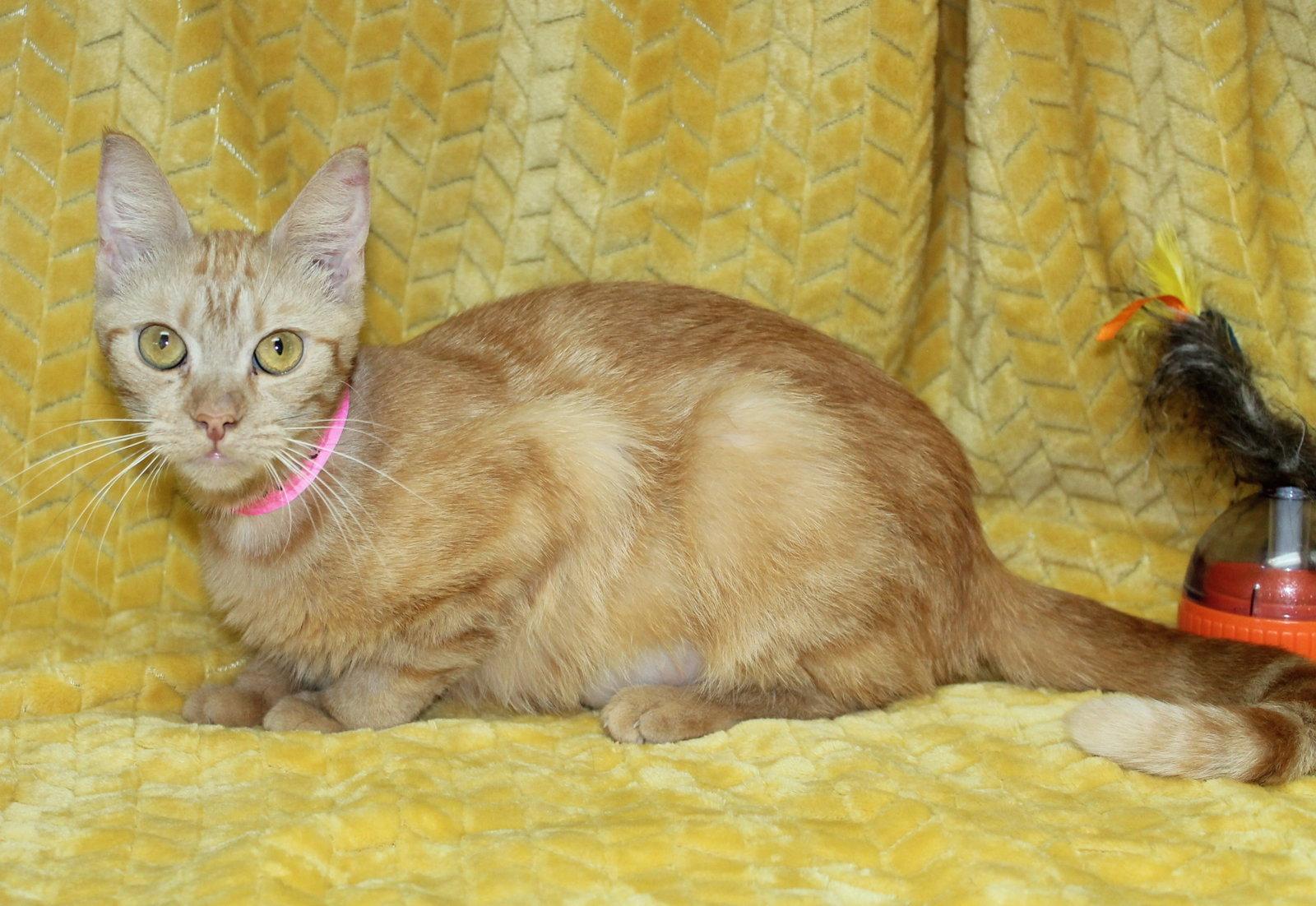 Enlarge Betty - 44070, a Adoptable Domestic Short Hair in Prattville, AL image 3/3