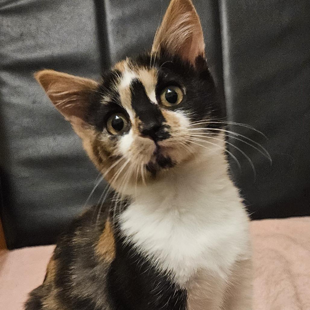 Na'vi, a Adoptable Domestic Medium Hair in Washougal, WA image 1/2