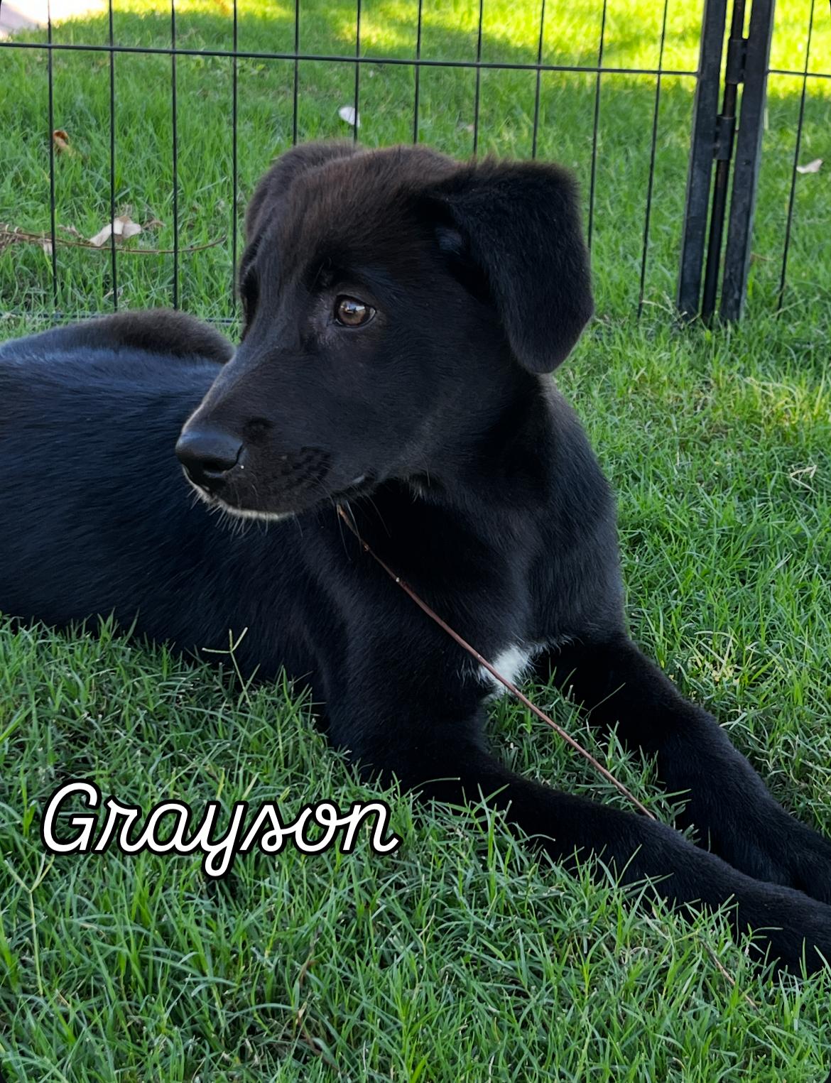 Grayson