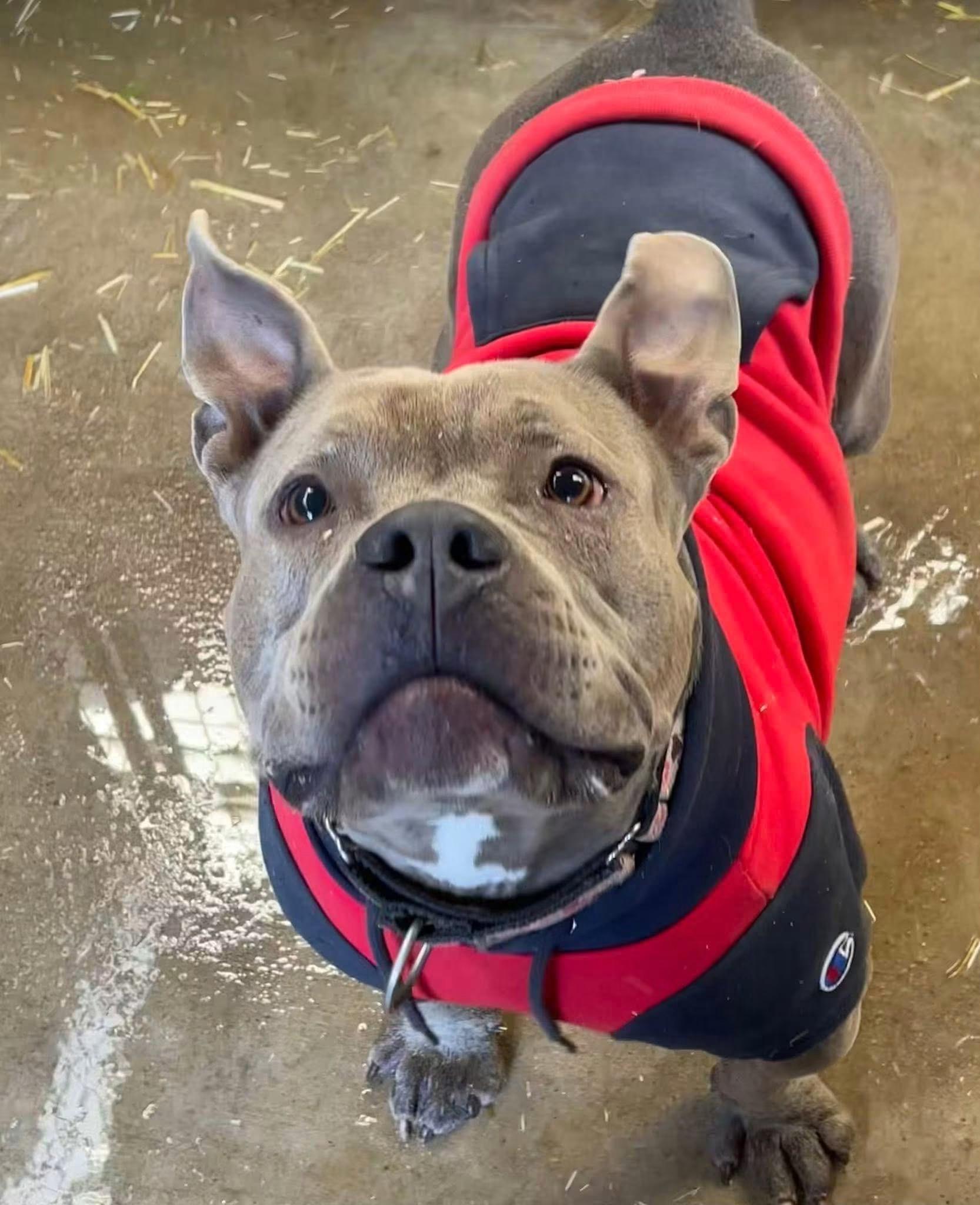 Shorty (female pocket Pit), Adoptable, Adult Female American Bully.