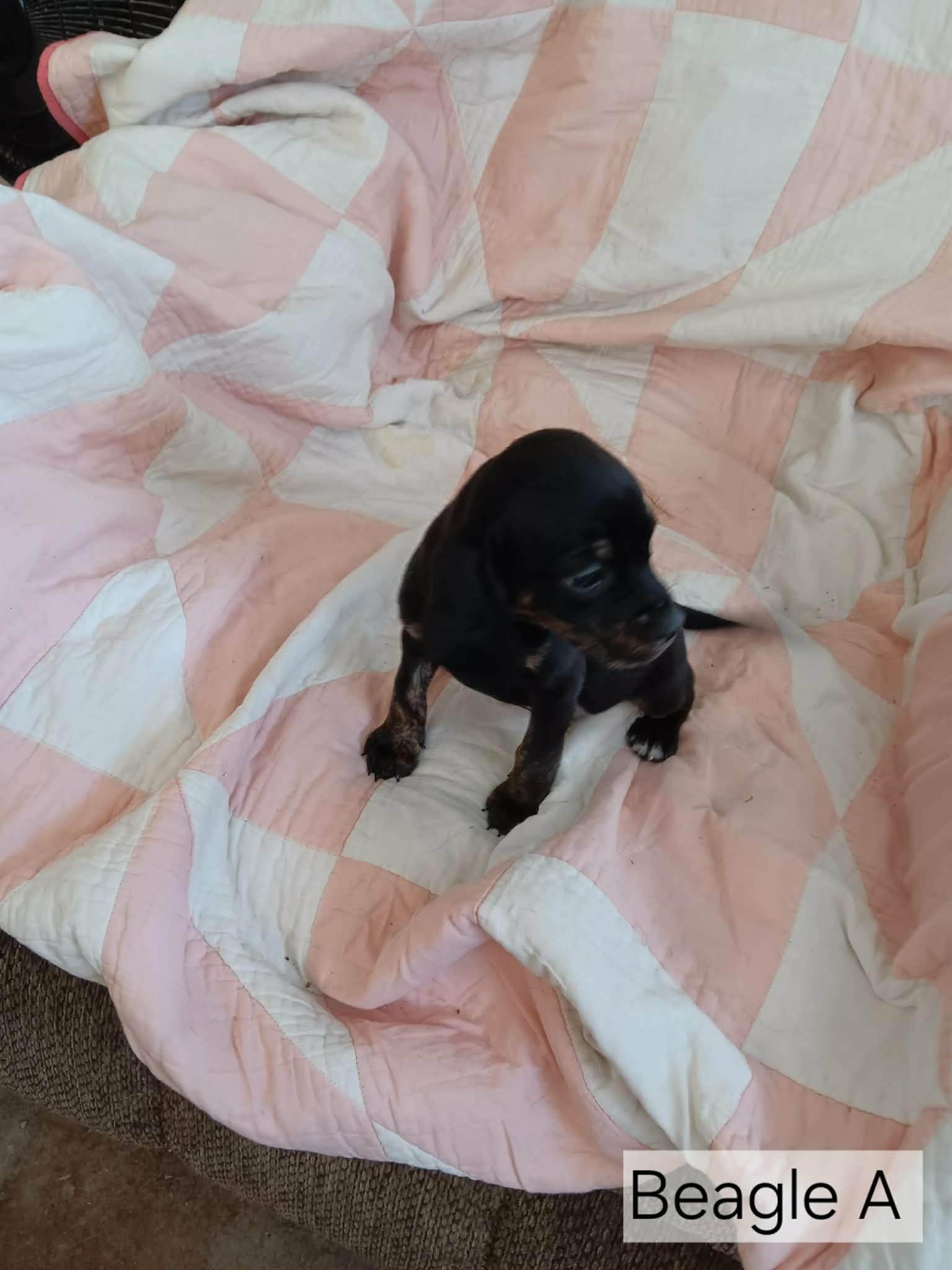 Beagle, ADOPTABLE, Young Female Beagle.