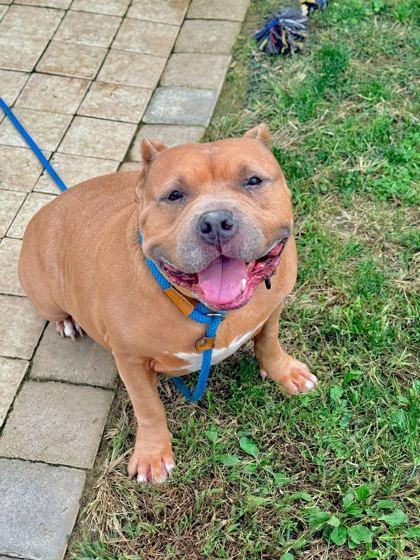 Winston, Adoptable, Adult Male Mixed Breed & Mixed Breed.