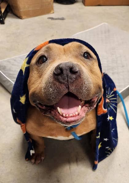 Winston, Adoptable, Adult Male Mixed Breed & Mixed Breed.