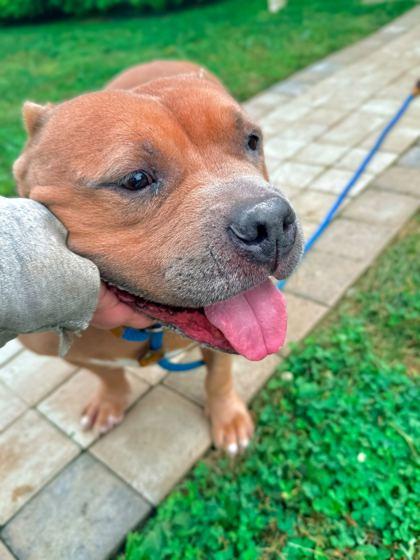 Enlarge Winston, a Adoptable Mixed Breed in Fallston, MD image 3/3