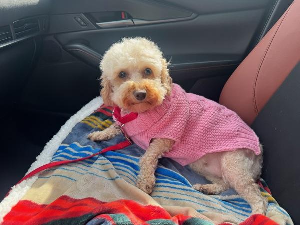 Queenie, Adoptable, Adult Female Poodle & Poodle.