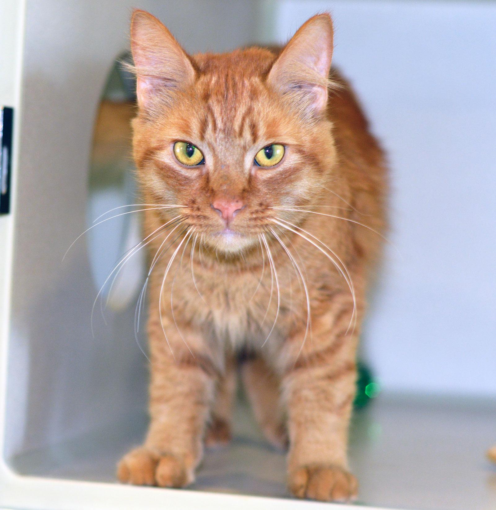 Enlarge DEREK, an adopted Domestic Short Hair in San Clemente, CA image 1/1