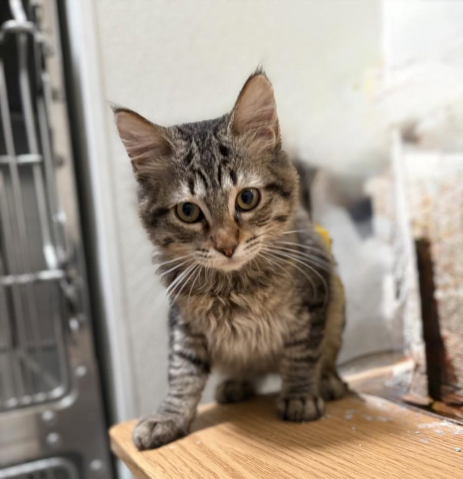 LARRY, Adoptable, Kitten Male Domestic Short Hair.