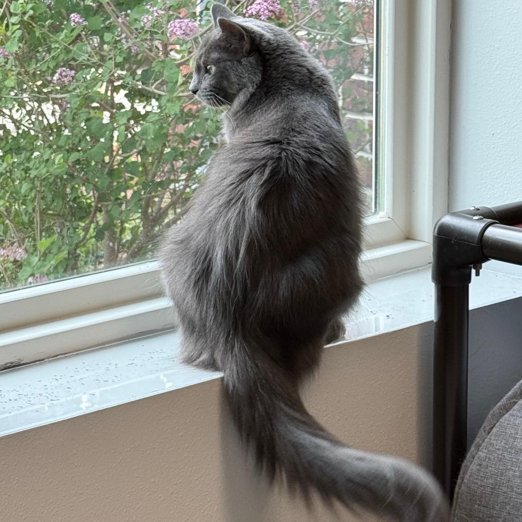 Sheba, Adoptable, Adult Female Domestic Medium Hair.