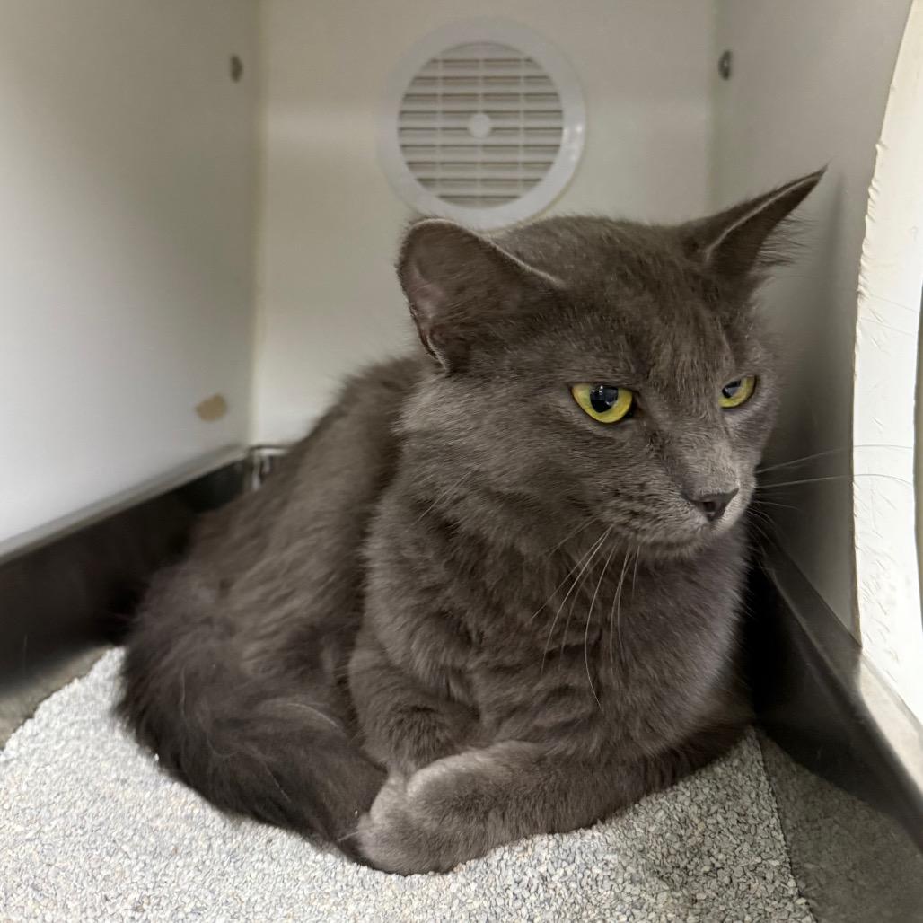 Sheba, a Adoptable Domestic Medium Hair in Carroll, IA image 2/6