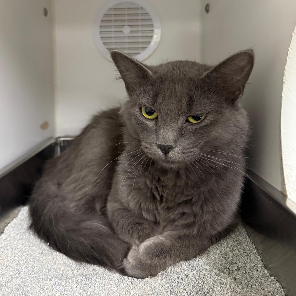Sheba, a Adoptable Domestic Medium Hair in Carroll, IA image 3/6