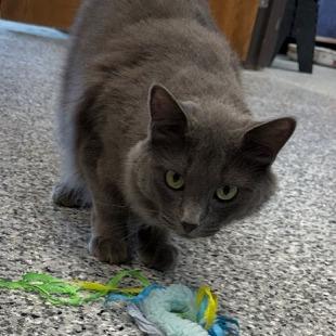 Sheba, a Adoptable Domestic Medium Hair in Carroll, IA image 4/6