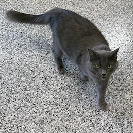 Sheba, a Adoptable Domestic Medium Hair in Carroll, IA image 5/6