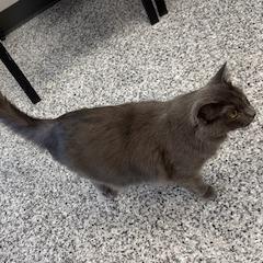 Sheba, a Adoptable Domestic Medium Hair in Carroll, IA image 6/6