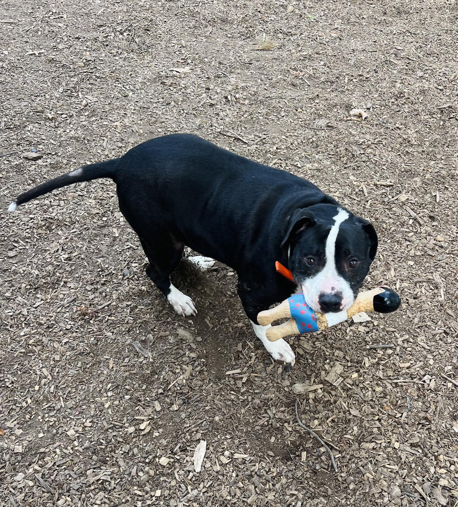Major (Bio ✅), Adoptable, Senior Male Pit Bull Terrier.