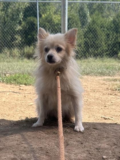 Houdini, Adoptable, Adult Male Pomeranian.
