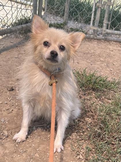 Enlarge Houdini, a Adoptable mixed breed in Yellville, AR image 2/2