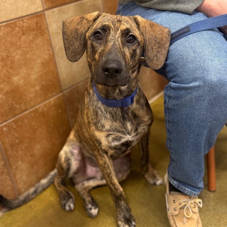 River, Adoptable, Young Male Plott Hound.