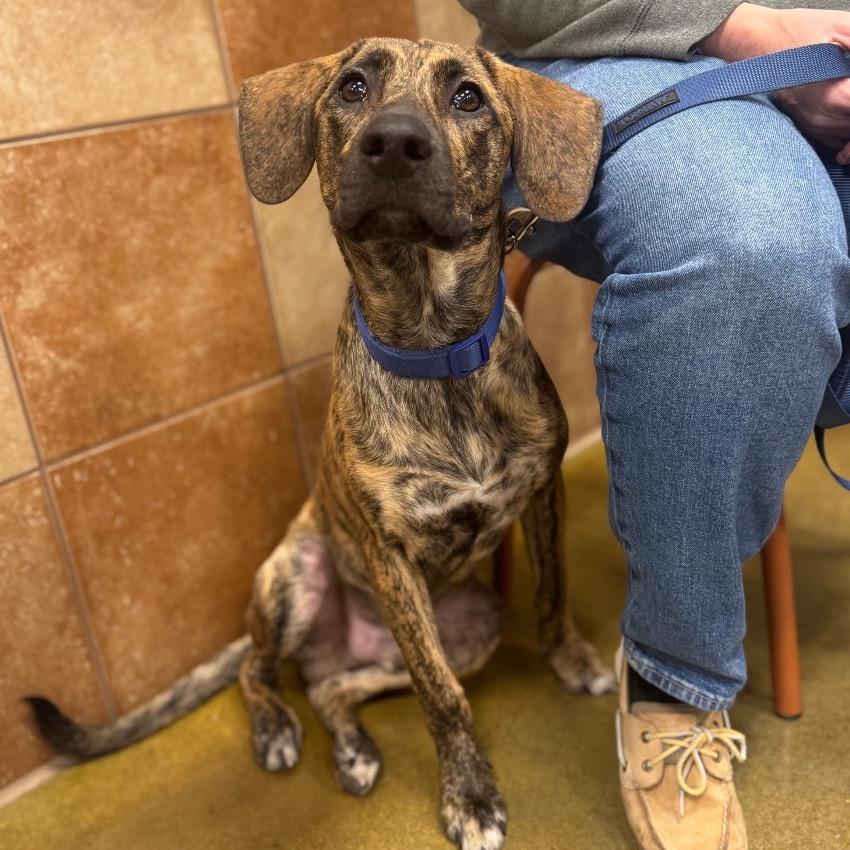 Enlarge River, a Adoptable Plott Hound in Springboro, OH image 2/6