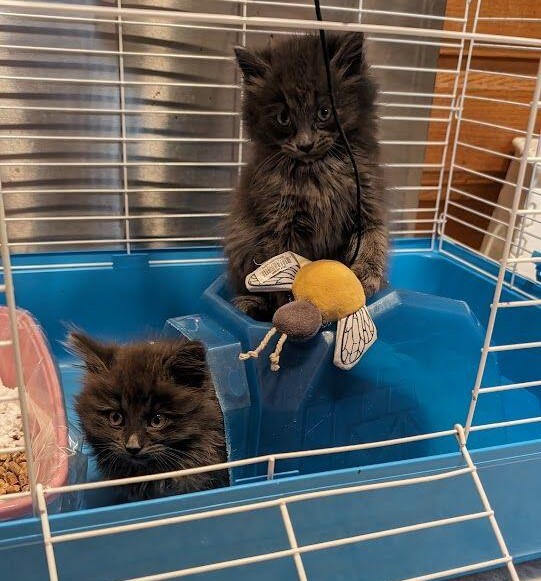 Oreo, Adopted, Kitten Female Domestic Long Hair.